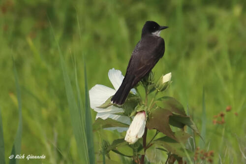 An Eastern Kingbird on a flower