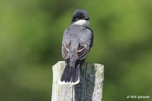 Eastern Kingbird