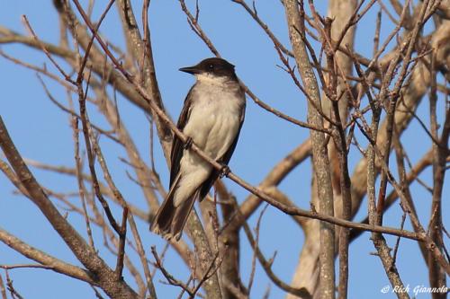 Eastern Kingbird