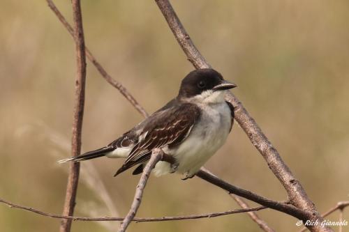 Eastern Kingbird