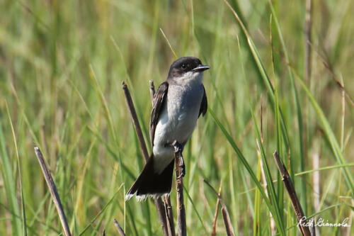 Eastern Kingbird perching