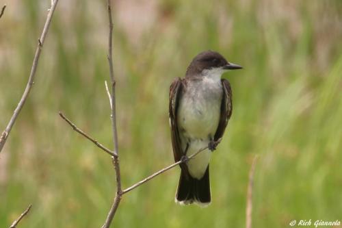 Eastern Kingbird