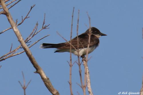 Eastern Kingbird