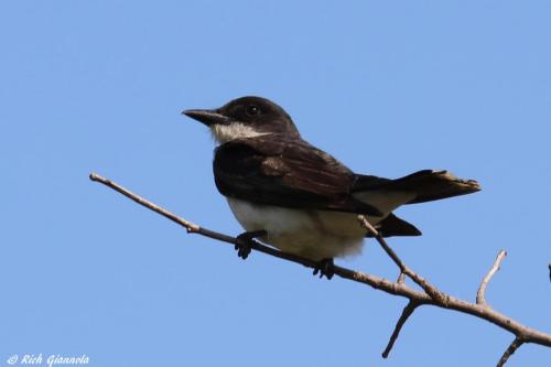 Eastern Kingbird