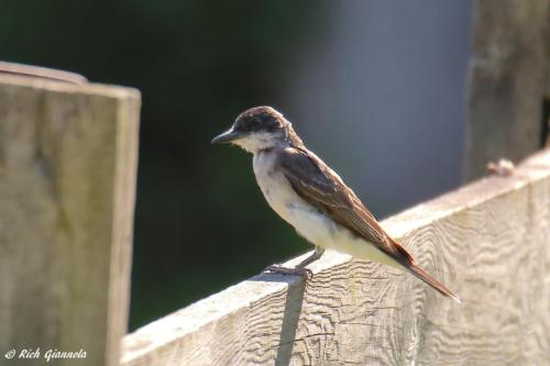 Eastern Kingbird