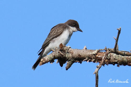 Eastern Kingbird looking at something interesting