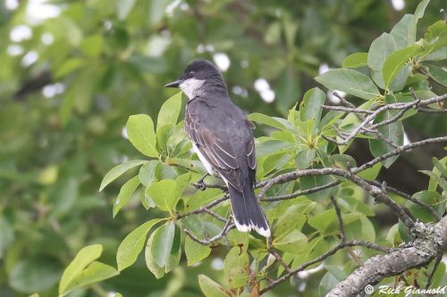 Eastern Kingbird