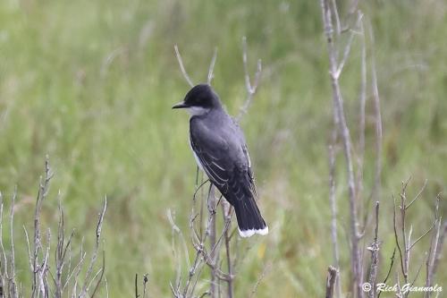 Eastern Kingbird