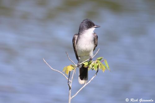 Eastern Kingbird