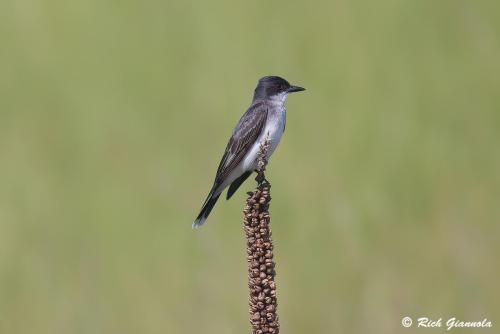 Eastern Kingbird