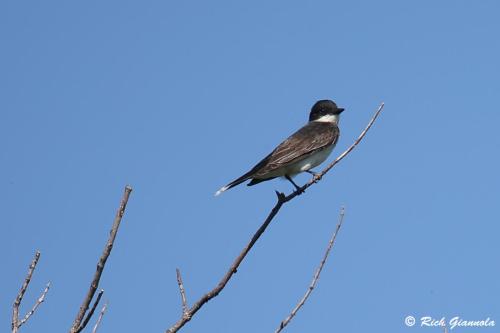 Eastern Kingbird