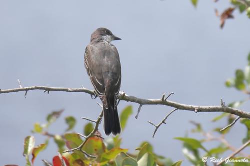 Eastern Kingbird