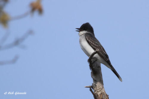 This Eastern Kingbird has something to say