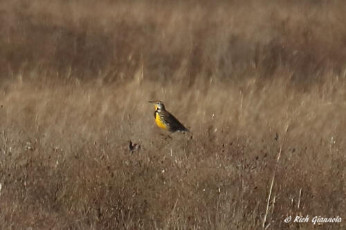 Eastern Meadowlark in the field