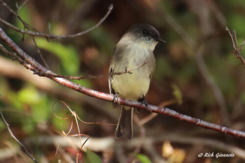 An Eastern Phoebe in fall plumage