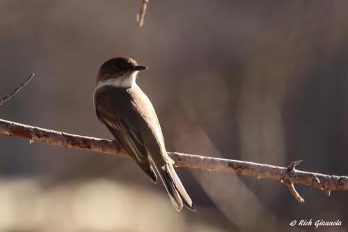 Eastern Phoebe