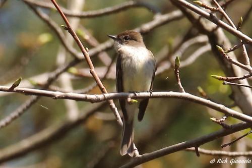 Eastern Phoebe