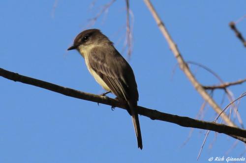 Eastern Phoebe