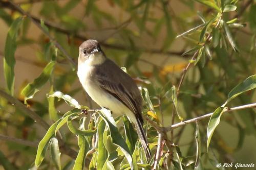 Eastern Phoebe