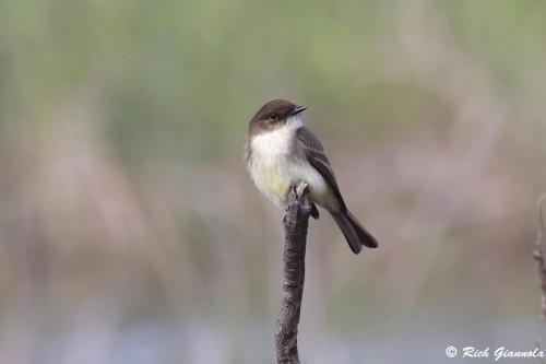 Eastern Phoebe