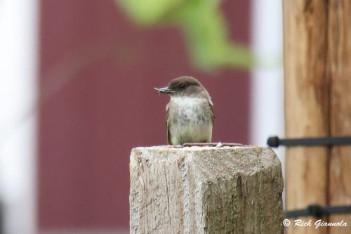 Eastern Phoebe