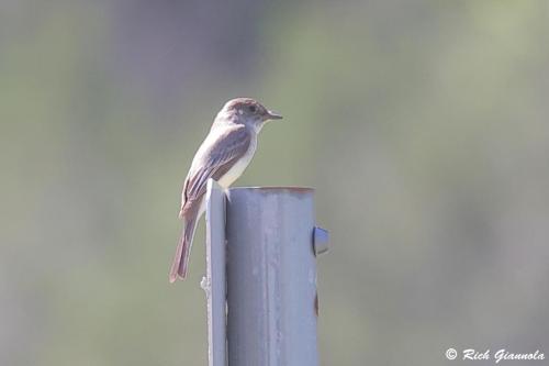 Eastern Phoebe