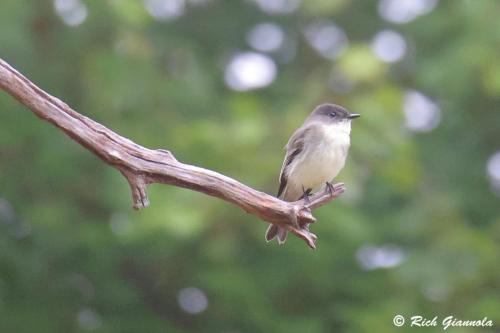 Eastern Phoebe