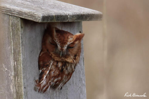 Eastern Screech-Owl almost asleep