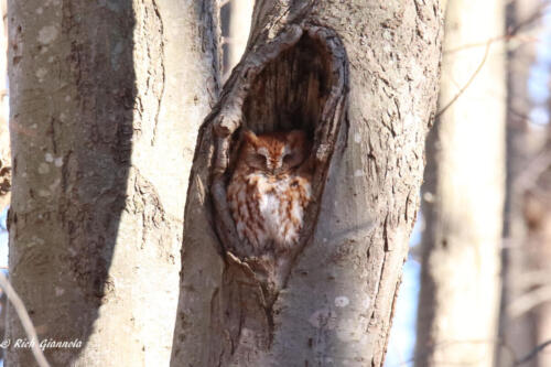 Eastern Screech-Owl