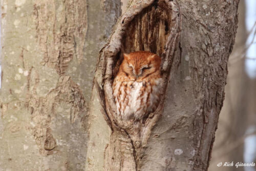 Eastern Screech-Owl