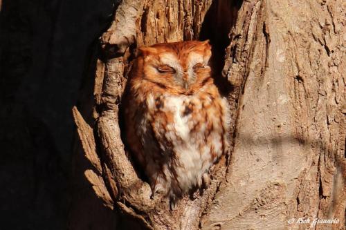 Eastern Screech-Owl