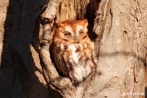 Eastern Screech-Owl