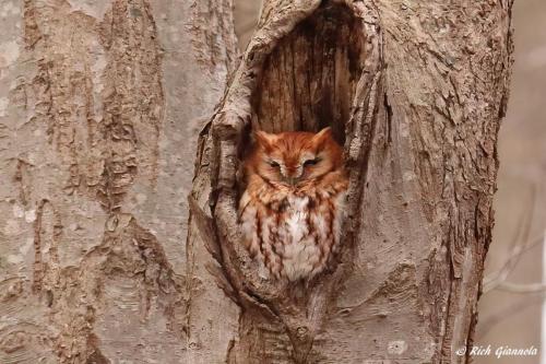 Eastern Screech-Owl