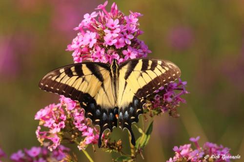 Eastern Tiger Swallowtail