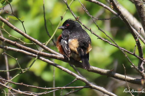 Eastern Towhee perched on a branch