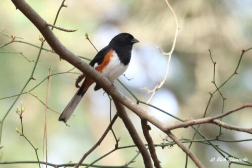 Eastern Towhee