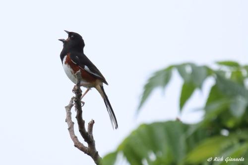 Eastern Towhee