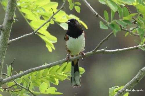 Eastern Towhee