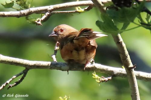 Eastern Towhee (immature)