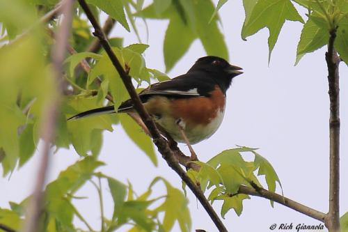 Eastern Towhee