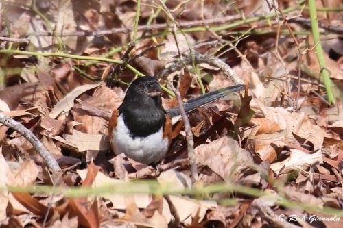 Eastern Towhee