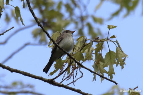 Eastern Wood-Peewee