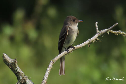 Eastern Wood-Peewee looking around