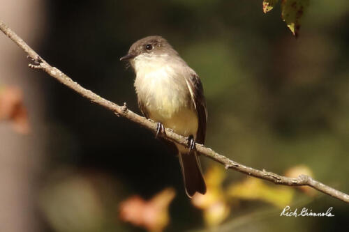 Eastern Wood-Pewee resting on small branch