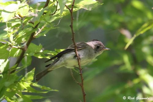 Eastern Wood-Peewee