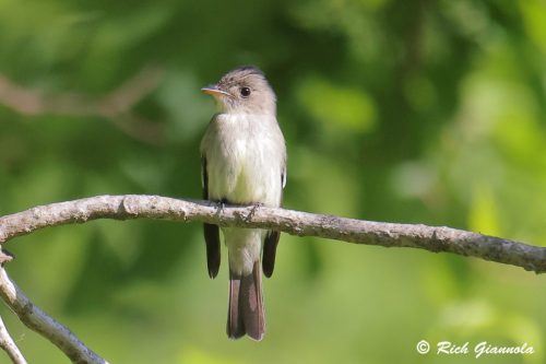 Eastern Wood-Pewee