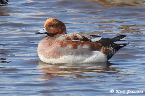 Eurasian Wigeon