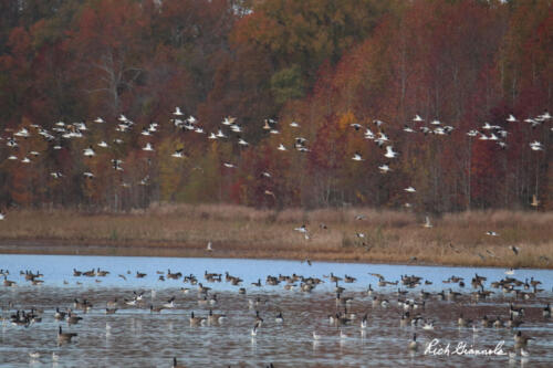 Fall foliage and duck activity from Raymond Pool in Bombay Hook NWR