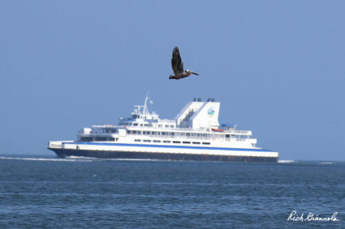 Outbound brown pelican and the Cape May-Lewes Ferry heading to the Lewes ferry terminal