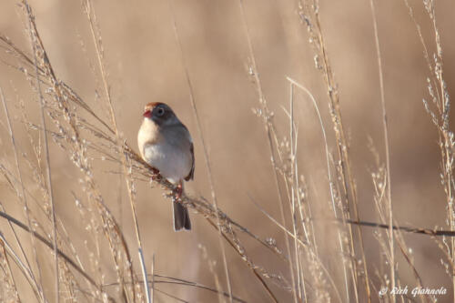 Field Sparrow